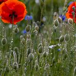 Klatschmohn im Kommen