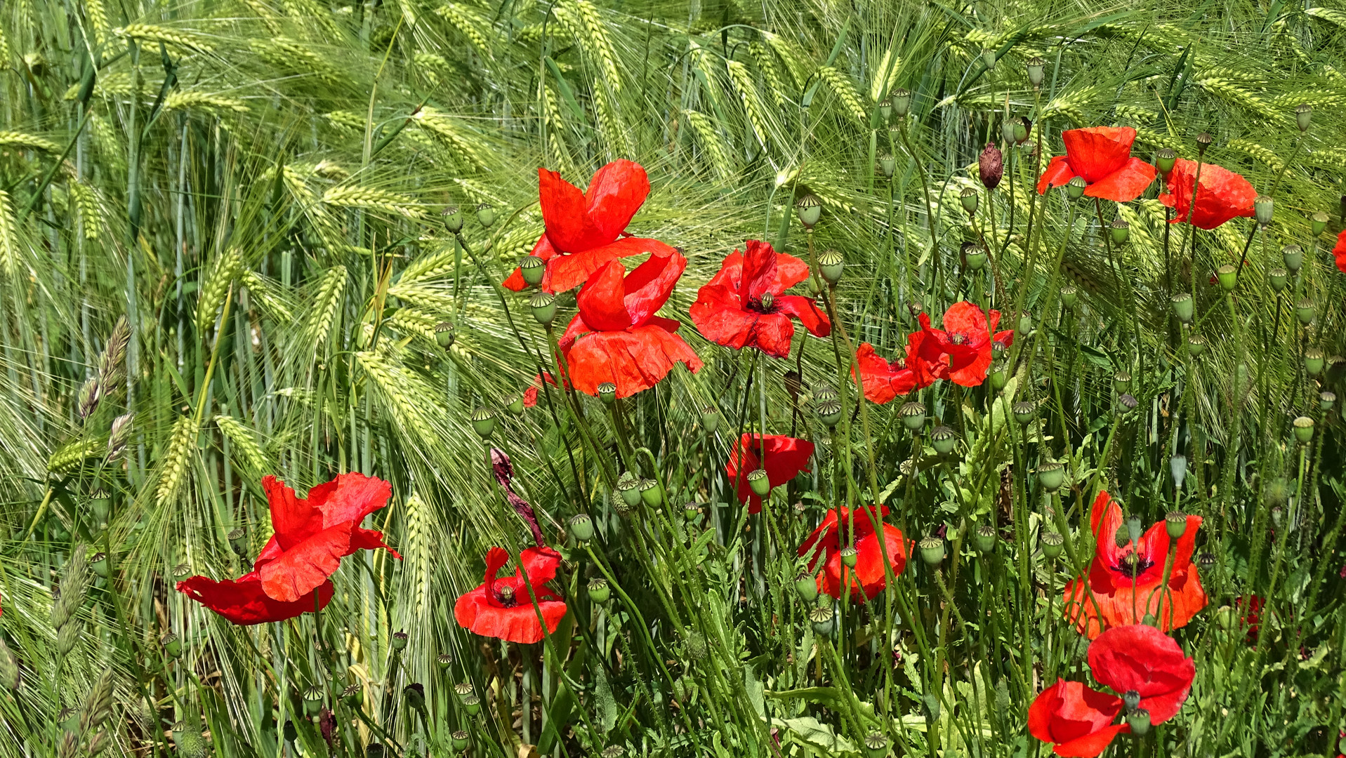 Klatschmohn im Kornfeld