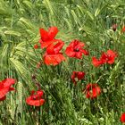 Klatschmohn im Kornfeld