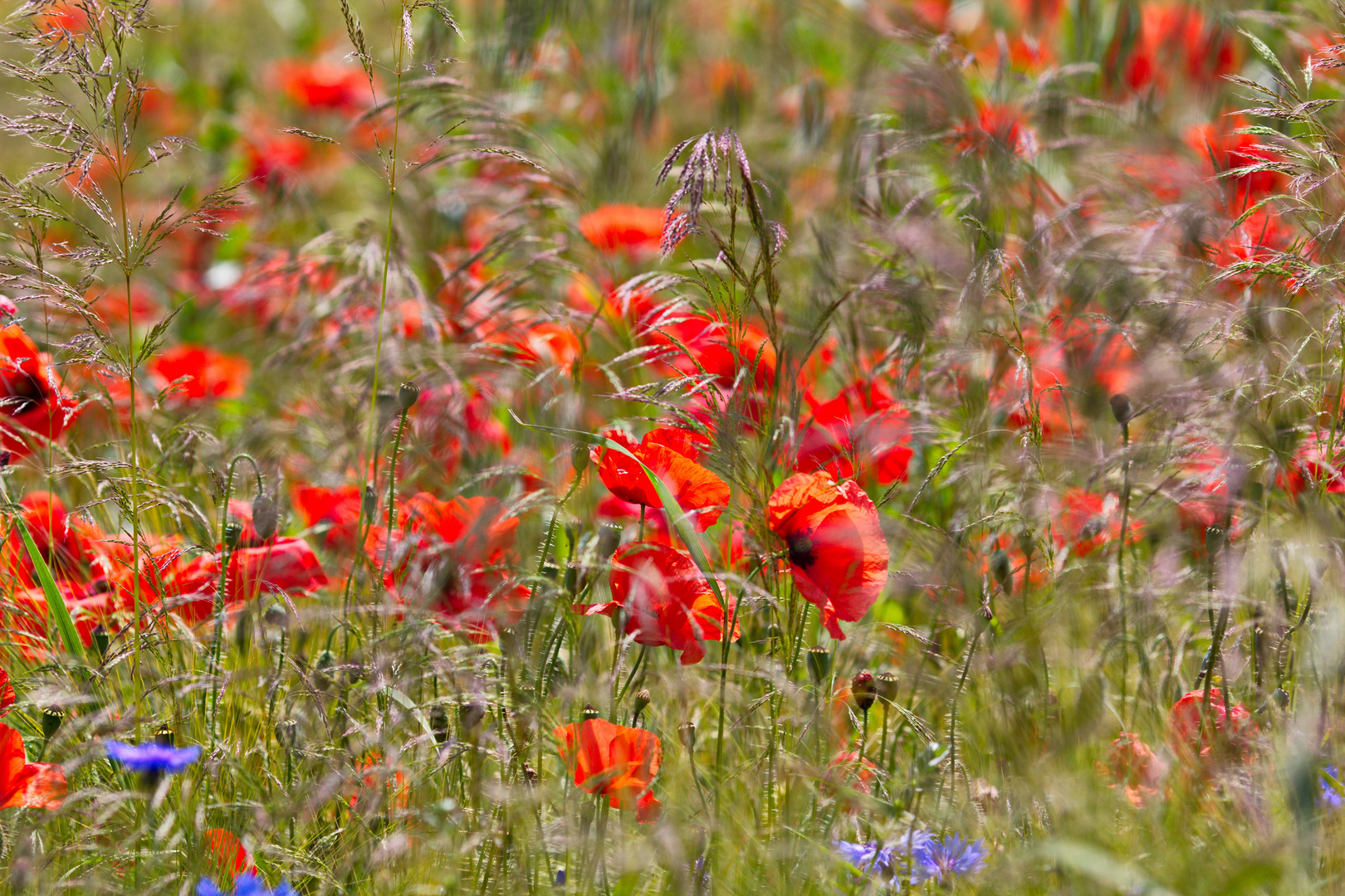 Klatschmohn im Kornfeld