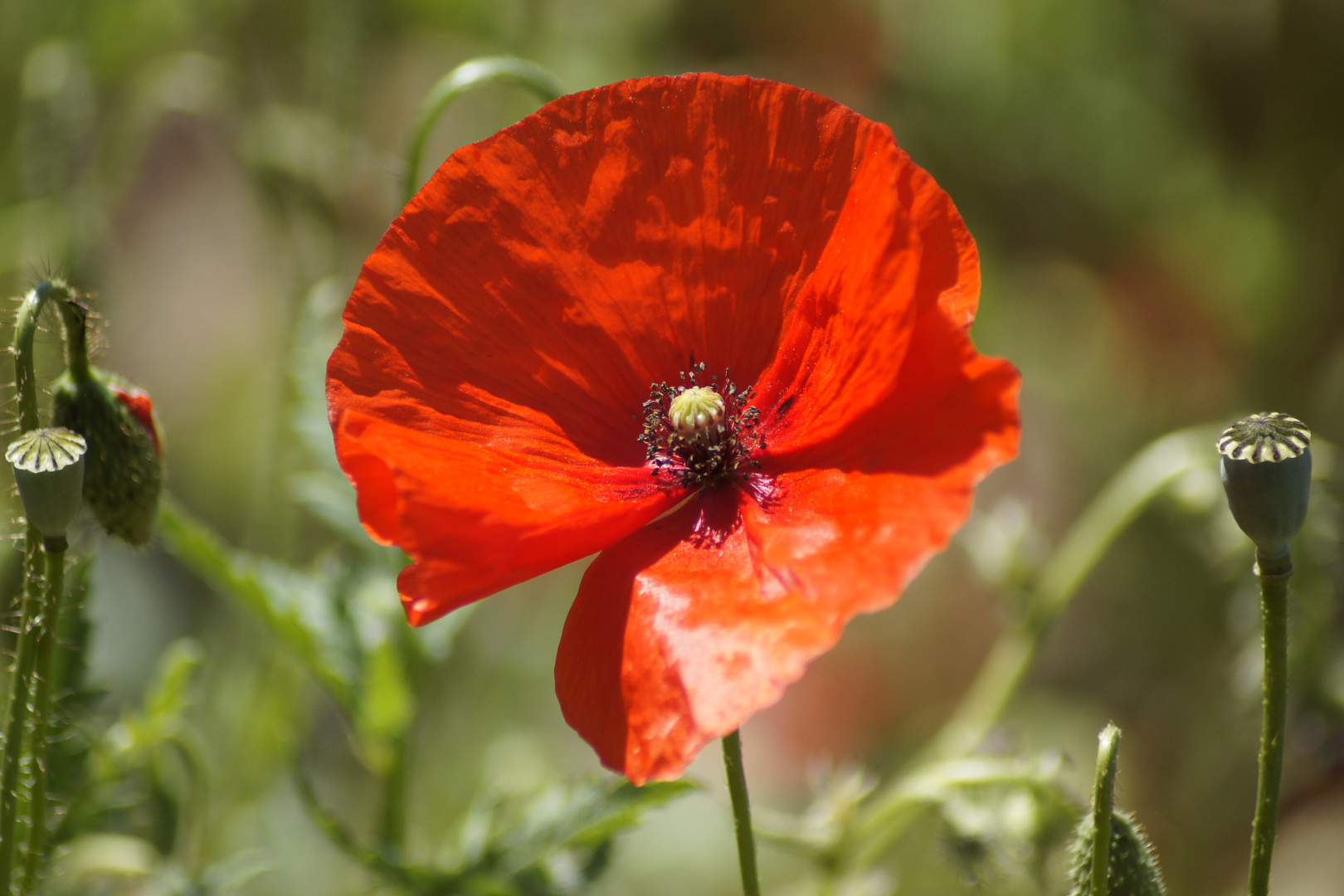 Klatschmohn im Kornfeld