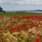 klatschmohn im kornfeld