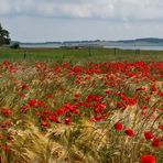 klatschmohn im kornfeld