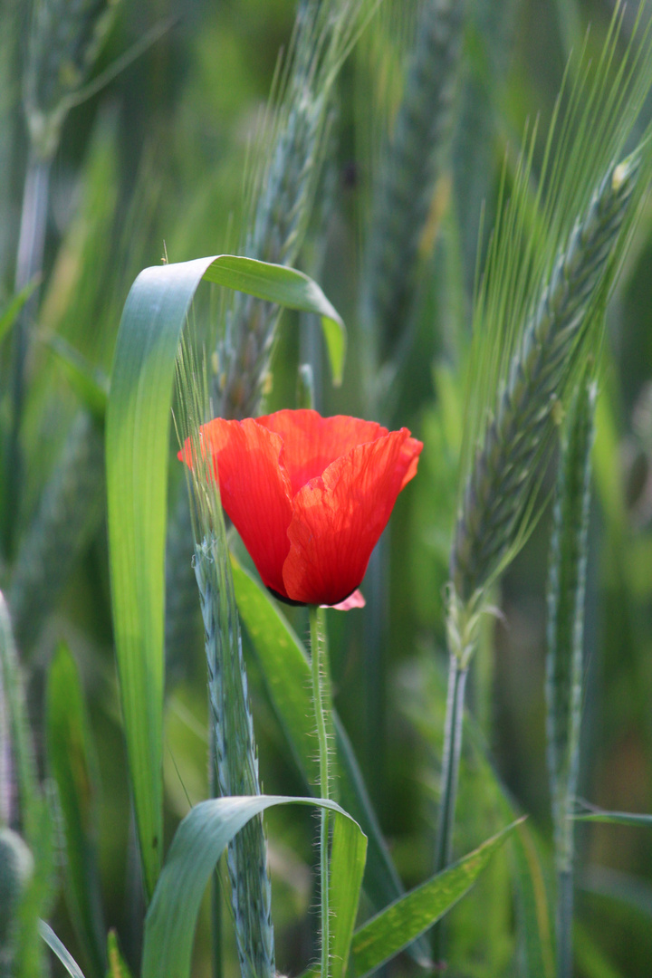 Klatschmohn im Kornfeld