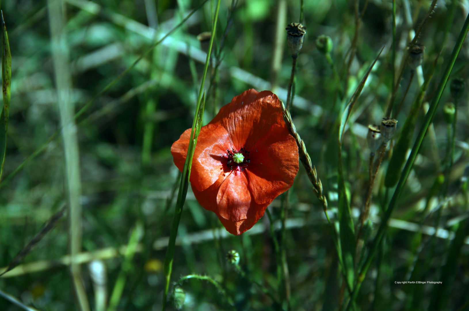 Klatschmohn im Kornfeld