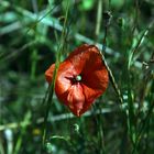 Klatschmohn im Kornfeld