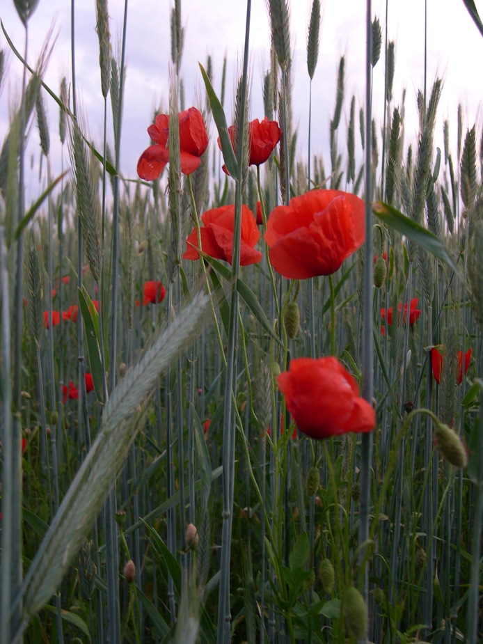 Klatschmohn im Kornfeld