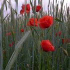 Klatschmohn im Kornfeld