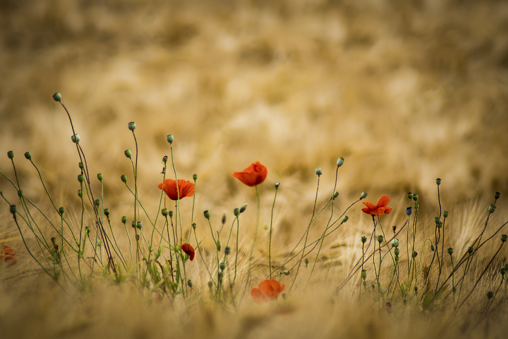 Klatschmohn im Kornfeld