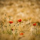 Klatschmohn im Kornfeld