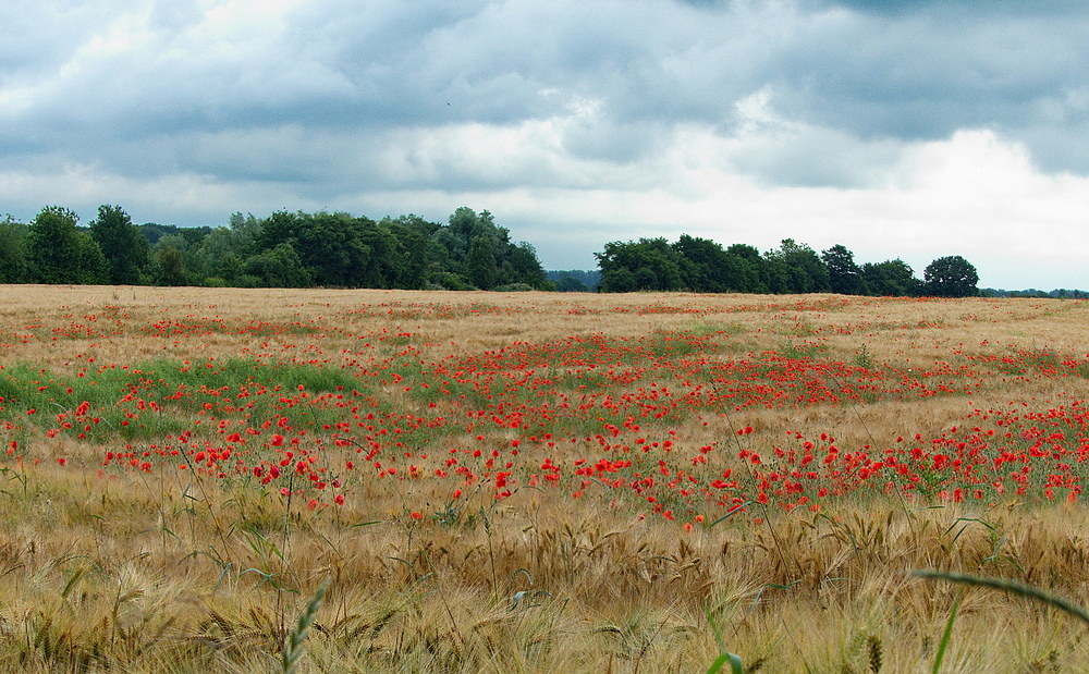 Klatschmohn im Kornfeld