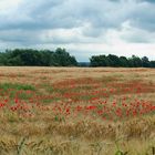 Klatschmohn im Kornfeld