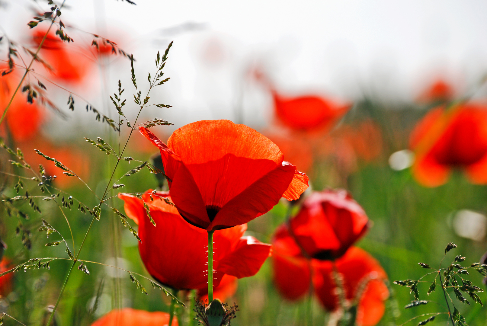 Klatschmohn im Licht