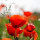 Klatschmohn im Licht