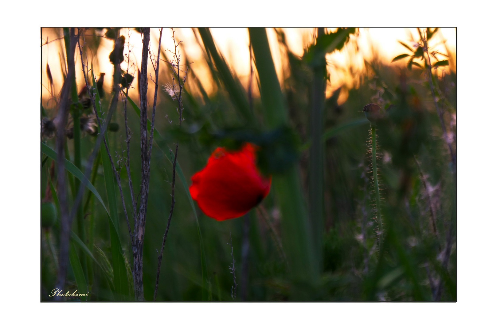 Klatschmohn im Licht der untergehenden Sonne