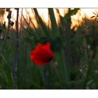 Klatschmohn im Licht der untergehenden Sonne