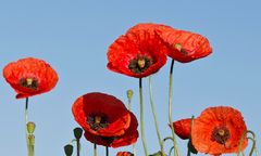 Klatschmohn im Morgenlicht