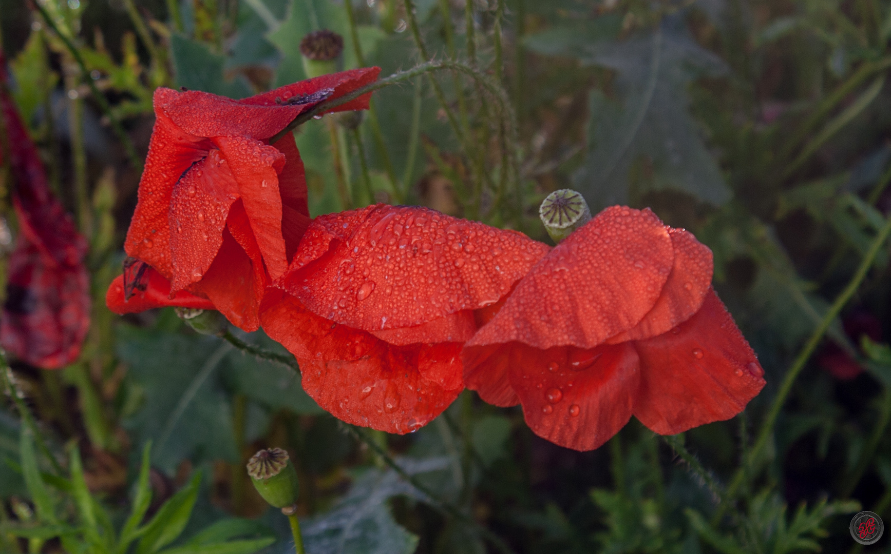 Klatschmohn im Morgentau