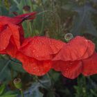 Klatschmohn im Morgentau