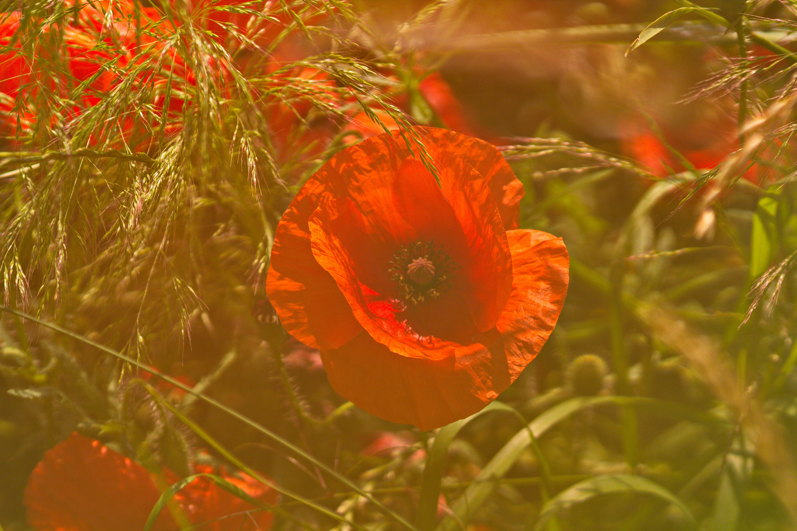 Klatschmohn im Nebel