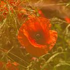 Klatschmohn im Nebel