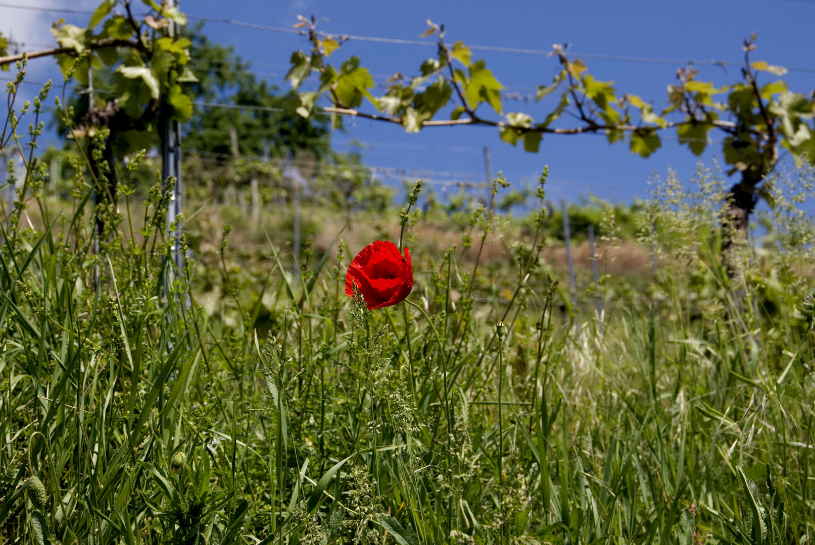 Klatschmohn im Odenwald