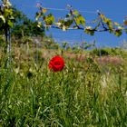 Klatschmohn im Odenwald