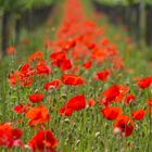 Klatschmohn im Rebenmeer