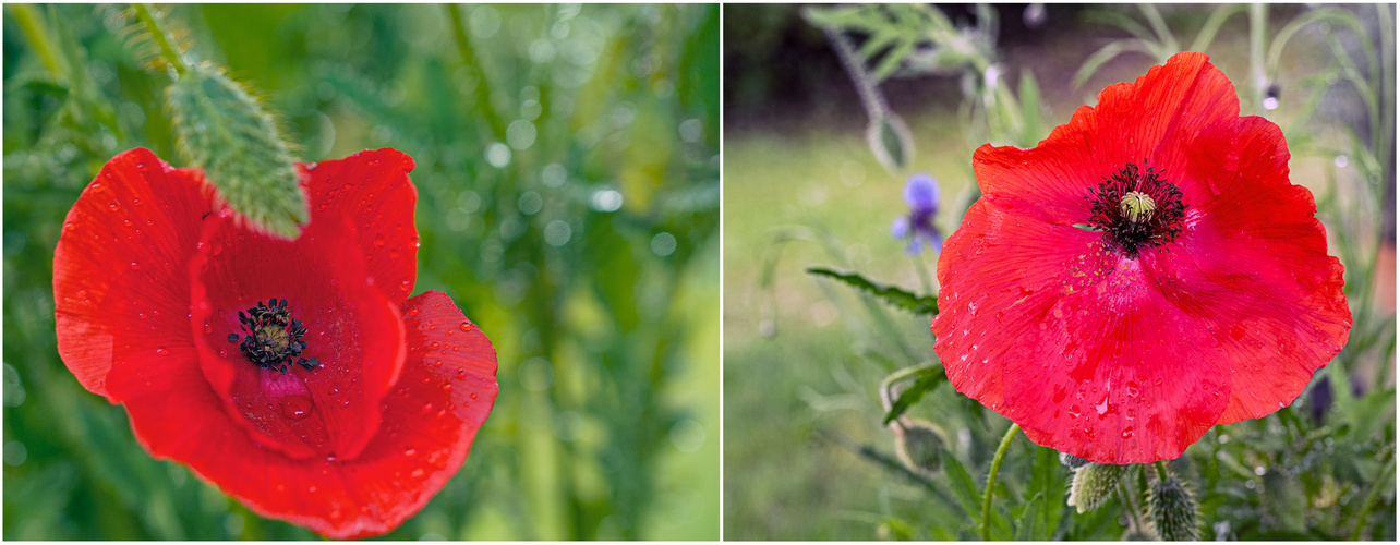 Klatschmohn im Regen