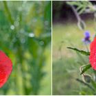 Klatschmohn im Regen