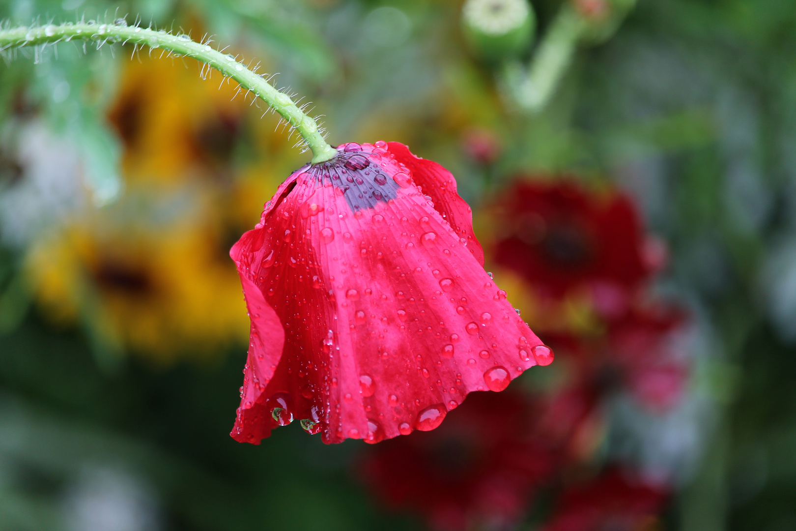 Klatschmohn im Regen