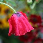 Klatschmohn im Regen