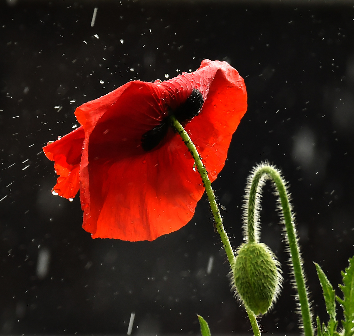 Klatschmohn im Regen