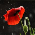 Klatschmohn im Regen