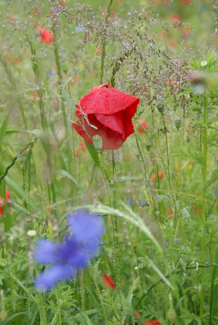 Klatschmohn im Regen