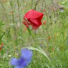 Klatschmohn im Regen