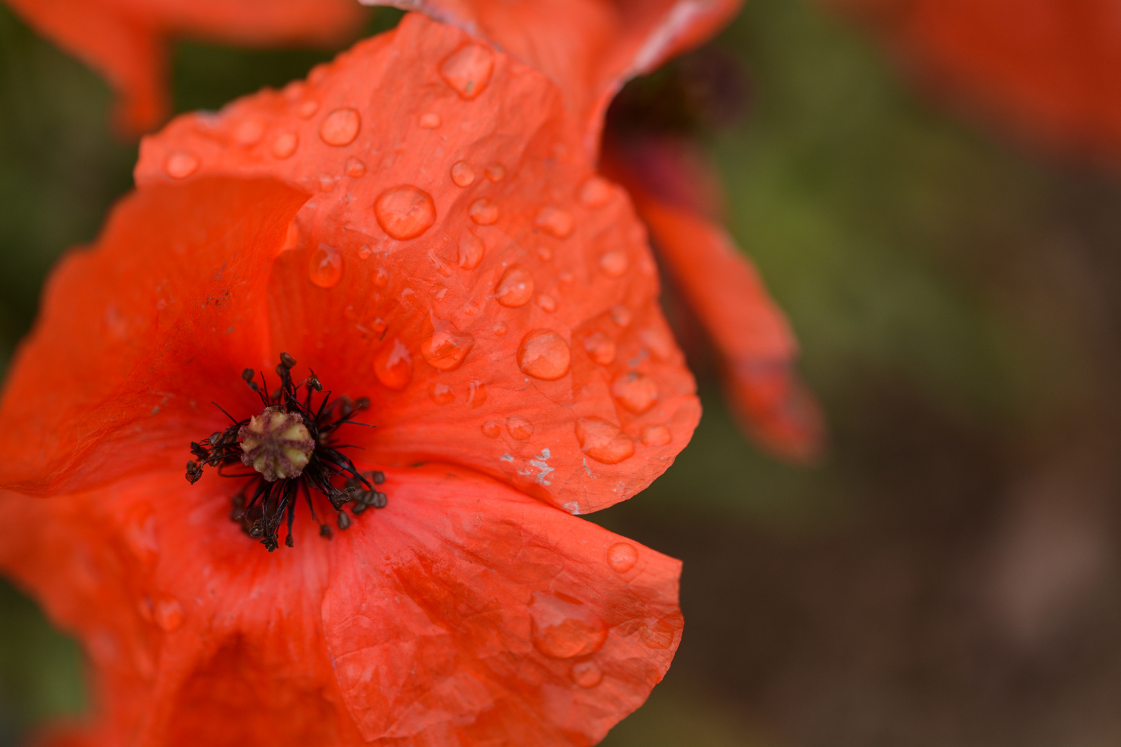 Klatschmohn im Regen