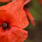 Klatschmohn im Regen