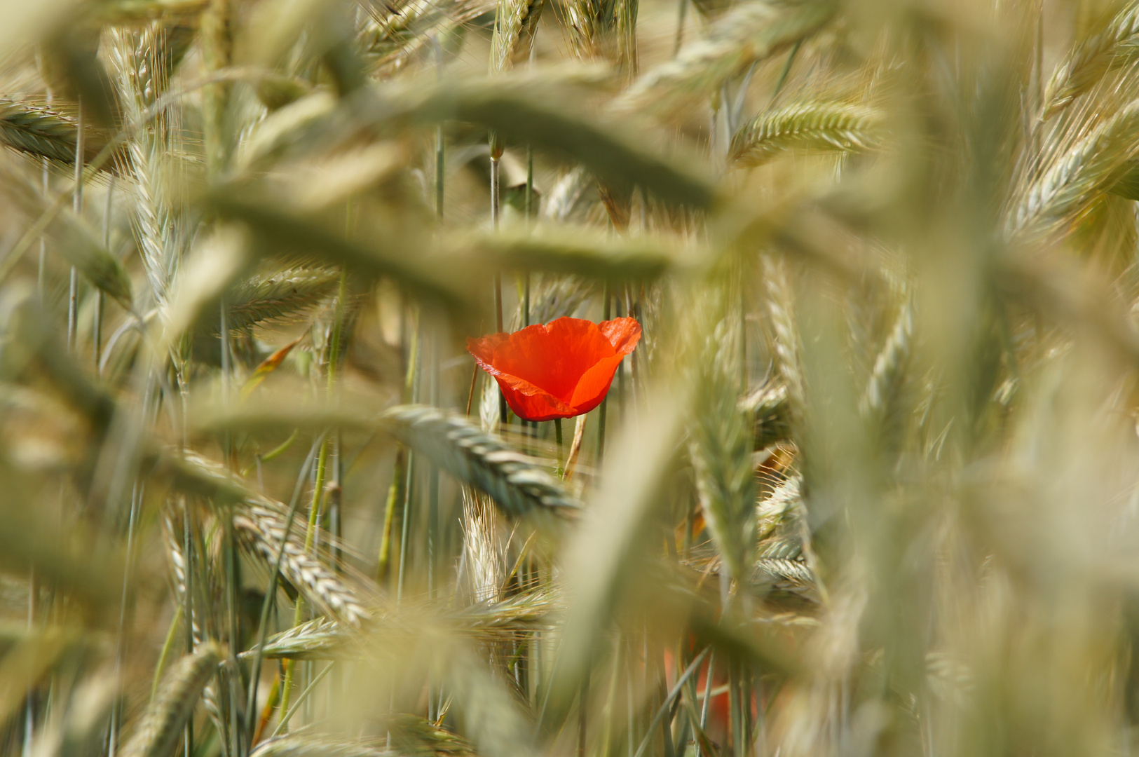 Klatschmohn im Roggenfeld