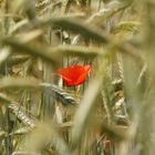 Klatschmohn im Roggenfeld