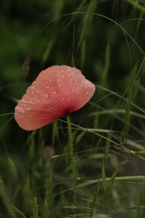 Klatschmohn im Schutz