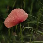 Klatschmohn im Schutz