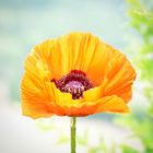 Klatschmohn im Sommer 