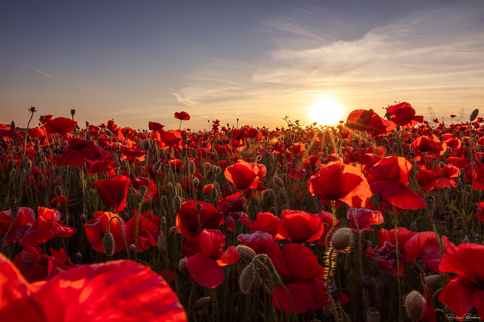 Klatschmohn im Sonnenuntergang