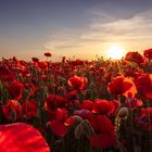 Klatschmohn im Sonnenuntergang