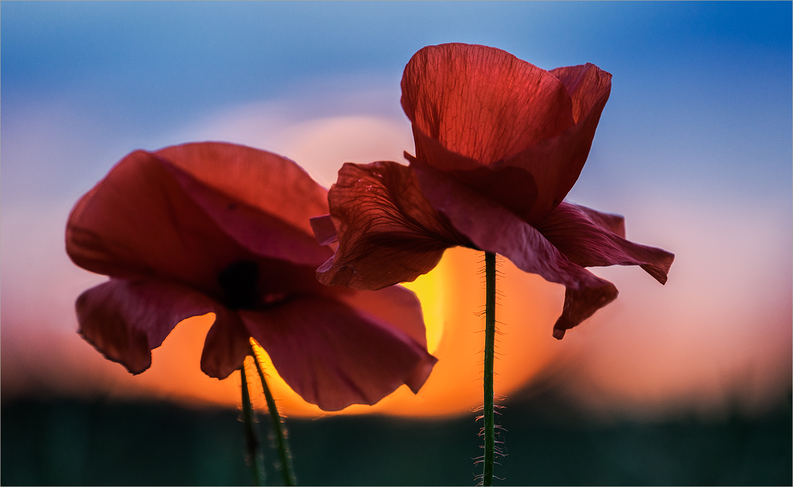 Klatschmohn im Sonnenuntergang