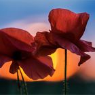 Klatschmohn im Sonnenuntergang