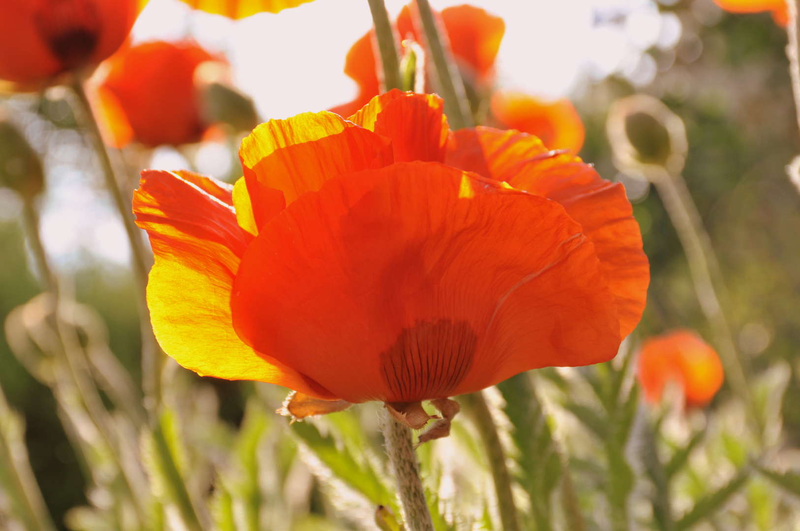 Klatschmohn im Stimmung..