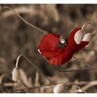 Klatschmohn im Vintage-Look