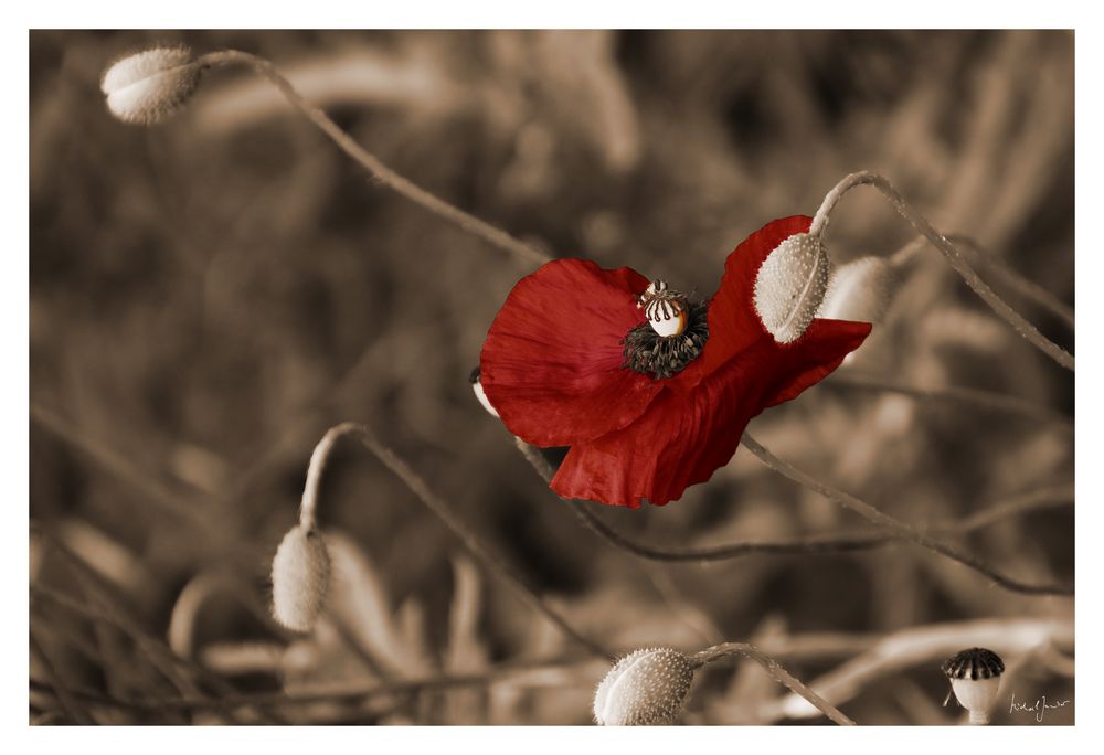 Klatschmohn im Vintage-Look